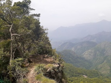 Pine Forest Exploration